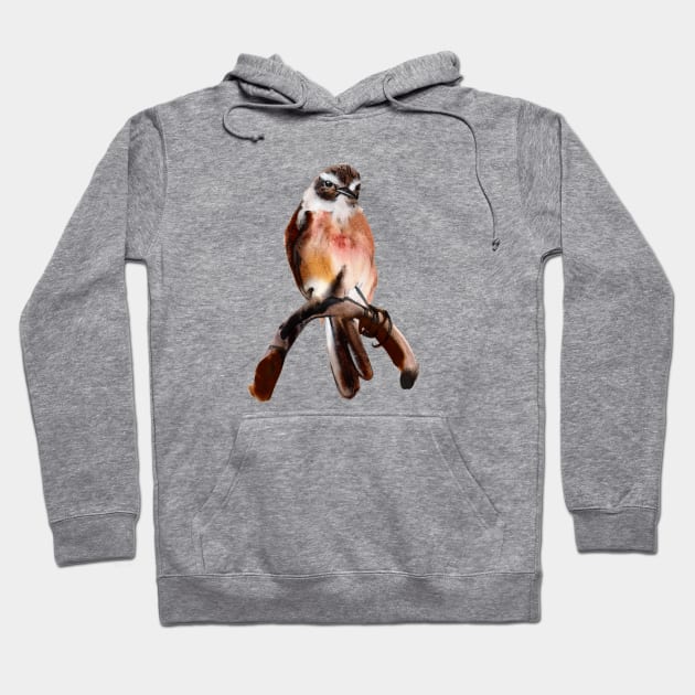 Little bird perched on branch. Canarian stonecutter Hoodie by LauraBustos